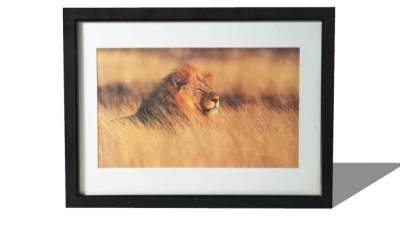 草原上的雄狮摄影相框挂画SU模型下载_sketchup草图大师SKP模型