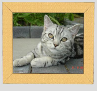 猫咪摄影照片相框SU模型下载_sketchup草图大师SKP模型