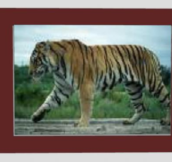 老虎动物摄影相框SU模型下载_sketchup草图大师SKP模型