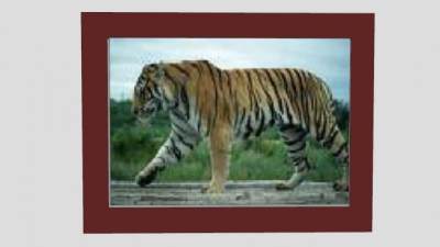 老虎动物摄影相框SU模型下载_sketchup草图大师SKP模型