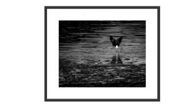 动物摄影作品挂画SU模型下载_sketchup草图大师SKP模型