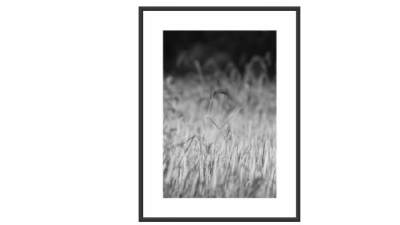 现代植物风景摄影挂画SU模型下载_sketchup草图大师SKP模型