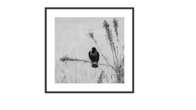 静态动物摄影挂画SU模型下载_sketchup草图大师SKP模型