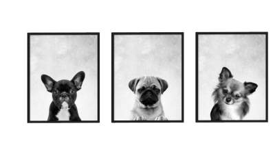 狗狗摄影印刷挂画SU模型下载_sketchup草图大师SKP模型