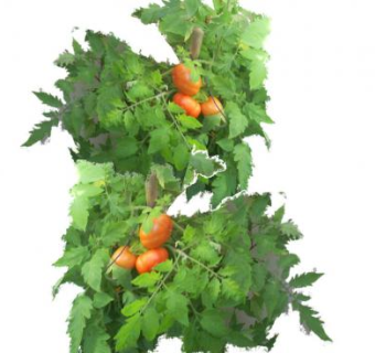 番茄蔬菜植物SU模型下载_sketchup草图大师SKP模型