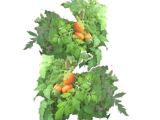 <em>番茄</em>蔬菜植物SU模型下载_sketchup草图大师SKP模型
