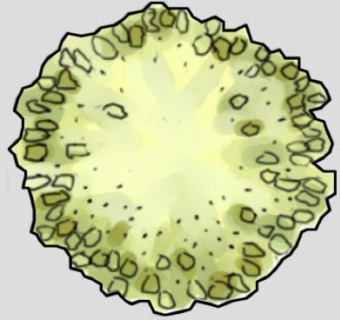 水彩树平面SU模型下载_sketchup草图大师SKP模型