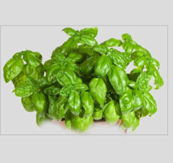 药食两用芳香罗勒植物SU模型下载_sketchup草图大师SKP模型