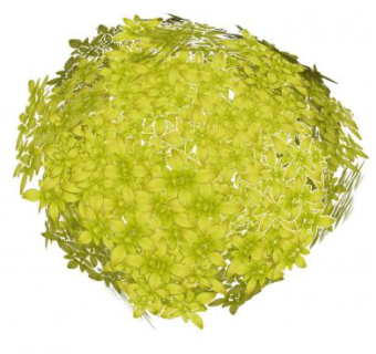 橙花叶植物SU模型下载_sketchup草图大师SKP模型