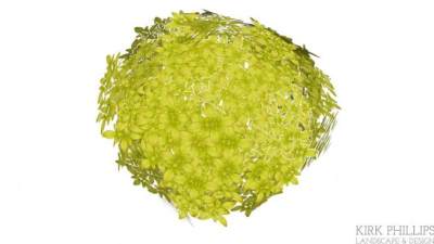 橙花叶植物SU模型下载_sketchup草图大师SKP模型