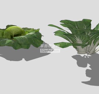包心菜和白菜SU模型下载_sketchup草图大师SKP模型