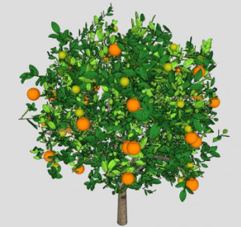 长果子的橙子树SU模型下载_sketchup草图大师SKP模型