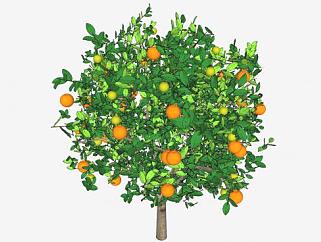 长<em>果子</em>的橙子树SU模型下载_sketchup草图大师SKP模型