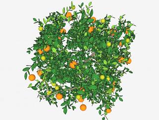 <em>长</em>橙子果实的树SU模型下载_sketchup草图大师SKP模型