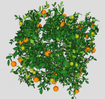长橙子果实的树SU模型下载_sketchup草图大师SKP模型