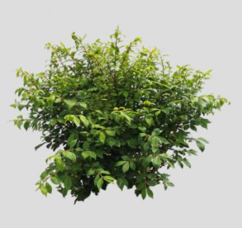 2D灌木植物SU模型下载_sketchup草图大师SKP模型