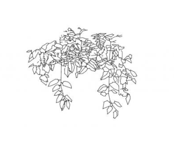 2D植物纹理草图SU模型下载_sketchup草图大师SKP模型