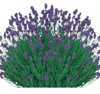 2D薰衣草花灌木植物SU模型下载_sketchup草图大师SKP模型