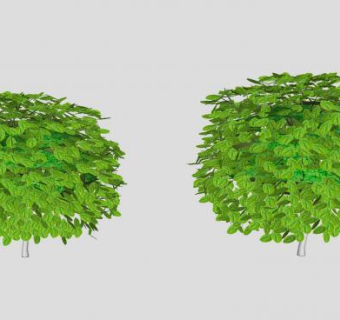 两颗小型乔木SU模型下载_sketchup草图大师SKP模型
