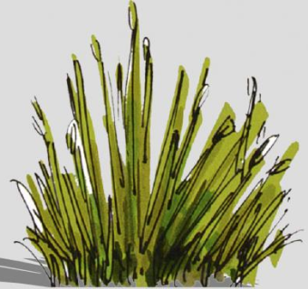 2D水彩画植物SU模型下载_sketchup草图大师SKP模型