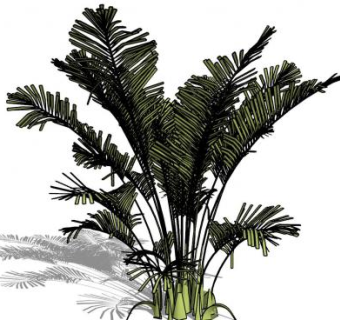 棕榈树植物SU模型下载_sketchup草图大师SKP模型