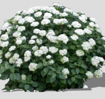 白色花卉观叶灌木植物SU模型下载_sketchup草图大师SKP模型