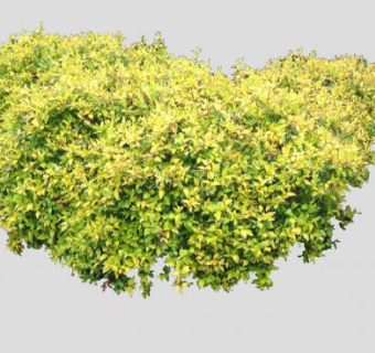 观叶绿叶灌木丛SU模型下载_sketchup草图大师SKP模型