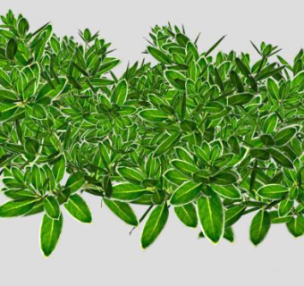绿叶观赏灌木植物SU模型下载_sketchup草图大师SKP模型