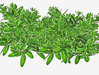 绿叶观赏灌木植物SU模型下载_sketchup草图大师SKP模型