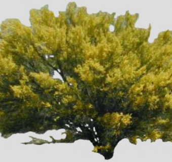 黄色树叶灌木植物SU模型下载_sketchup草图大师SKP模型