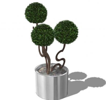 室内观树盆栽SU模型下载_sketchup草图大师SKP模型