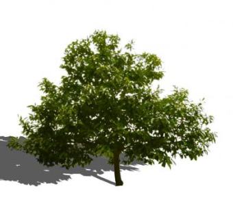 现代植物栗树SU模型下载_sketchup草图大师SKP模型