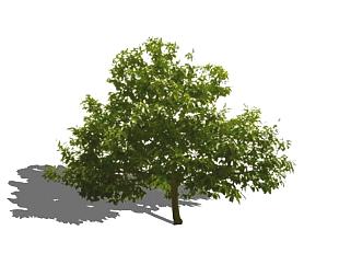 现代植物栗树SU模型下载_sketchup草图大师SKP模型