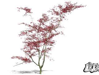 现代植物<em>3D</em>枫树SU模型下载_sketchup<em>草图大师</em>SKP模型