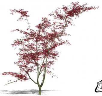 现代植物3D枫树SU模型下载_sketchup草图大师SKP模型