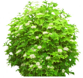 观赏灌木植物SU模型下载_sketchup草图大师SKP模型