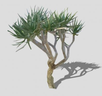 2D沙漠树SU模型下载_sketchup草图大师SKP模型
