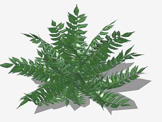 绿叶观叶植物SU模型下载_sketchup草图大师SKP模型