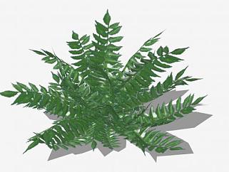 3D<em>绿叶</em>植物SU模型下载_sketchup草图大师SKP模型