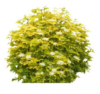 花卉绿叶灌木SU模型下载_sketchup草图大师SKP模型