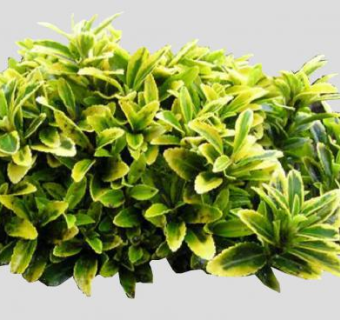 户外绿叶植物SU模型下载_sketchup草图大师SKP模型