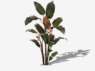 热带物种植物SU模型下载_sketchup草图大师SKP模型