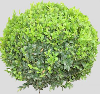 修剪的现代植物SU模型下载_sketchup草图大师SKP模型