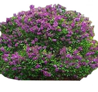 紫丁香灌木SU模型下载_sketchup草图大师SKP模型