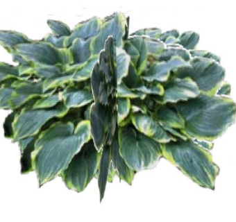 玉簪属草本植物SU模型下载_sketchup草图大师SKP模型