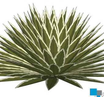 长叶灌木植物SU模型下载_sketchup草图大师SKP模型