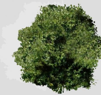 2D绿叶植物SU模型下载_sketchup草图大师SKP模型