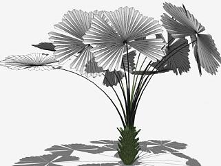 <em>3D</em>棕榈树植物<em>SU模型下载</em>_sketchup草图大师SKP<em>模型</em>