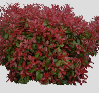 石楠属灌木植物SU模型下载_sketchup草图大师SKP模型