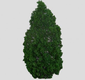 裸子植物金钟柏SU模型下载_sketchup草图大师SKP模型